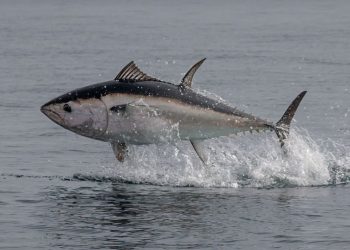 Na aukciji u Tokiju crvena tuna prodata za skoro 1,3 miliona eura