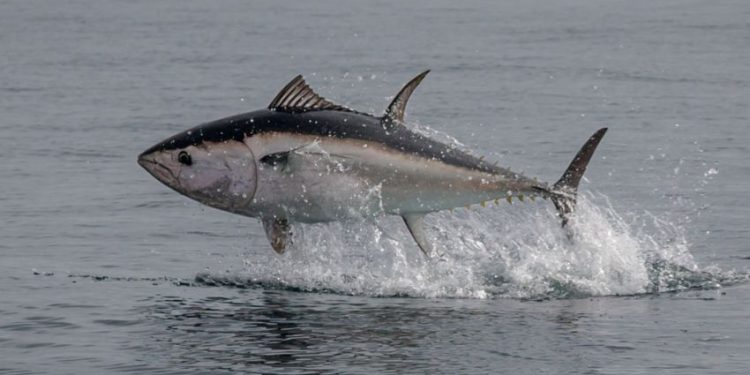 Na aukciji u Tokiju crvena tuna prodata za skoro 1,3 miliona eura