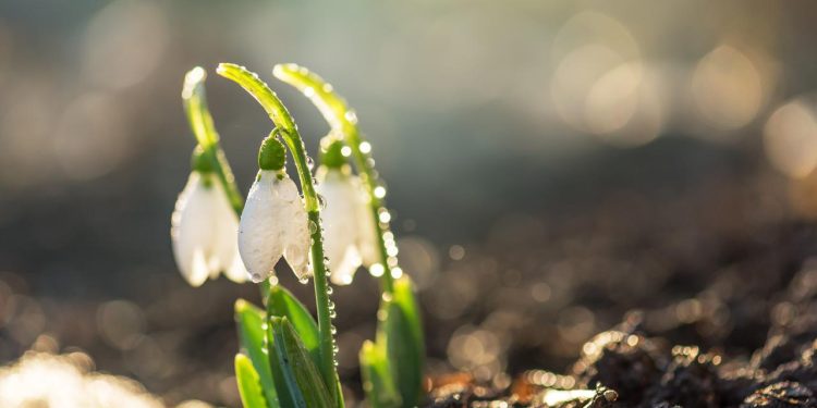 Zima posustaje: Meteorolozi najavljuju temperature preko 20 stepeni