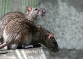 Leptospiroza se počela širiti BiH: Pojavila se u više gradova