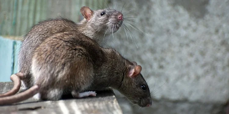 Leptospiroza se počela širiti BiH: Pojavila se u više gradova