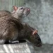 Leptospiroza se počela širiti BiH: Pojavila se u više gradova
