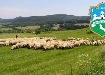 Obavijest – Prijava proizvodnje za uzgoj rasplodne stoke – ovce za 2025. godinu