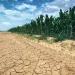 Ekstremno visoke temperature zadaju brigu poljoprivrednicima: ‘Rod neće biti kako smo zamišljali’