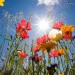 Vraćaju se vrućine, temperature narednih dana i do 38 stepeni