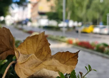Servisne informacije, četvrtak, 18. septembar 2025. godine