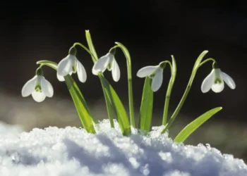 Prema narodnom vjerovanju, prvo džemre “udara” u zrak 19. februara