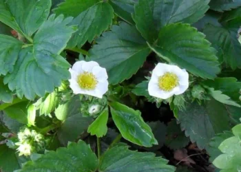 Poljoprivredni zavod USK podsjeća na nepohodne agrotehničke mjere u toku intenzivnog perioda vegetacije jagoda