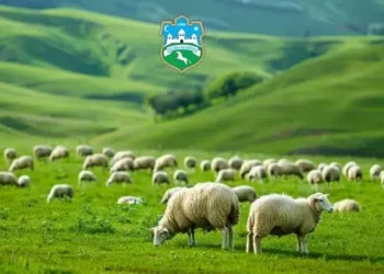 OBAVIJEST – Prijava proizvodnje za uzgoj rasplodne stoke – ovce za 2026. godinu