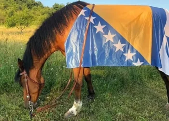 Bosanski arapski konj zvanično priznat kao pasmina, spriječeno da ga drugi “prisvoje”