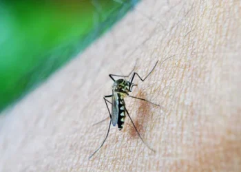 Počinje bitka s komarcima: Koji trikovi rade, a koji nemaju efekta?