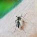 Počinje bitka s komarcima: Koji trikovi rade, a koji nemaju efekta?